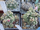 DSCF4158