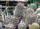 DSCF4164