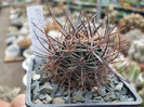 DSCF4165
