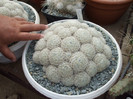 DSCF4169