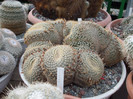 DSCF4171