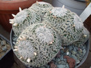 DSCF4174
