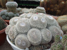 DSCF4175