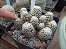 DSCF4176