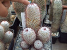 DSCF4177