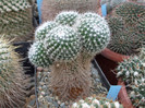 DSCF4178