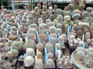 DSCF4180