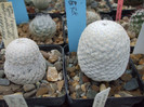 DSCF4181