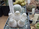 DSCF4182