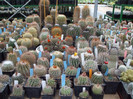 DSCF4184