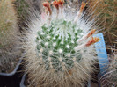 DSCF4186