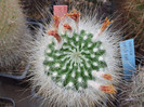 DSCF4187