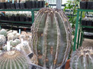 DSCF4191