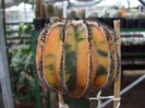DSCF4192