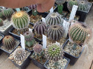 DSCF4193
