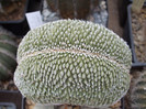 DSCF4195