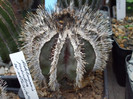 DSCF4196
