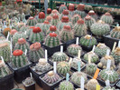 DSCF4215