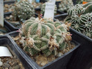 DSCF4221