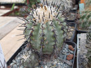 DSCF4225