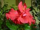 poze 798