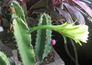 Cereus hexagonus