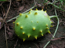 Cucumis carolinus