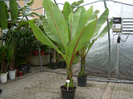 Ensete ventricosum