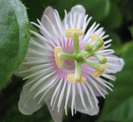 Passiflora foetida