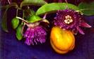 passiflora_laurifolia
