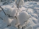 poze 336