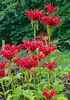 Monarda Mahogany