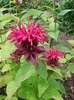 Monarda Mahogany