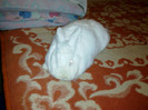 femela