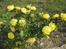 Trandafiri 58