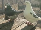 galambok 2011 242