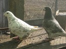 galambok 2011 262