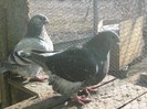 galambok 2011 269