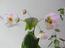 abuti rosa backchen