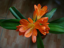 EU-variegata