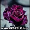 images (9)
