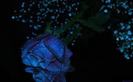 images (13)