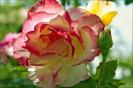 images (15)