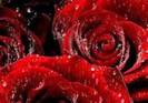 images (19)