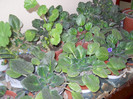 DSCN2283