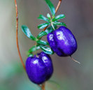 Billardiera longiflora