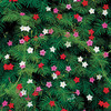Cypress Vine