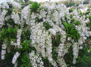 Petrea volubilis Alba