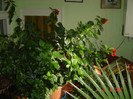 afara ger...in casa soare!