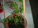 ficus pumila